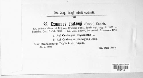 Taphrina crataegi image